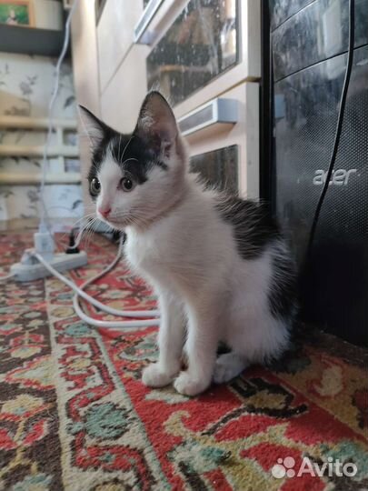 Котята в добрые руки приучены к лотку