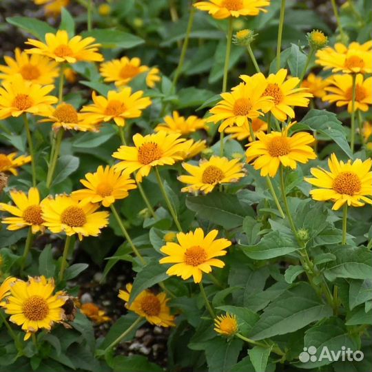 Гелиопсис, лаконос, октябрина, матрикария