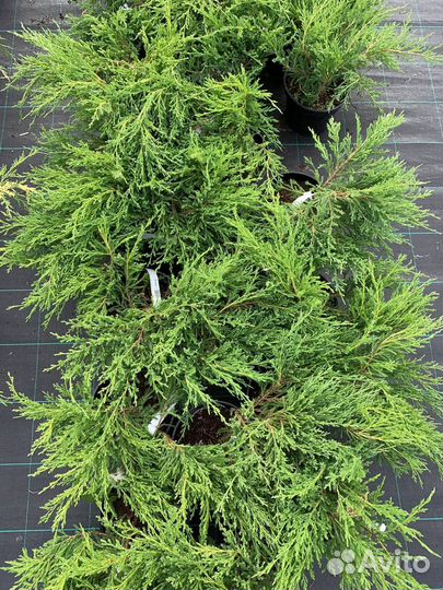 Можжевельник