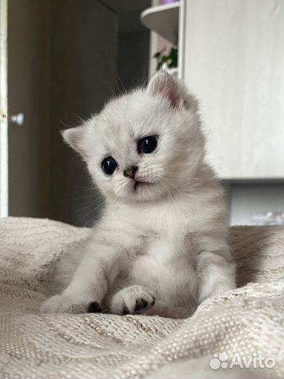 Котята британская серебристая шиншилла