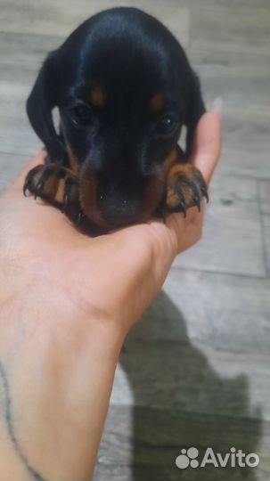 Карликовая такса щенки