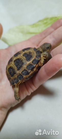 Черепаха