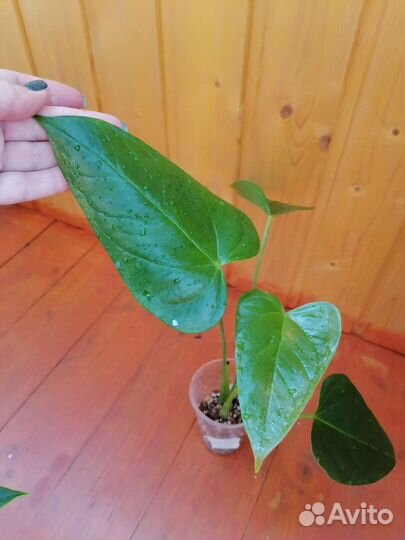 Антуриум Париж оранж