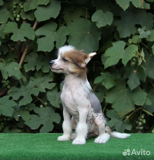 Голыши китайчики