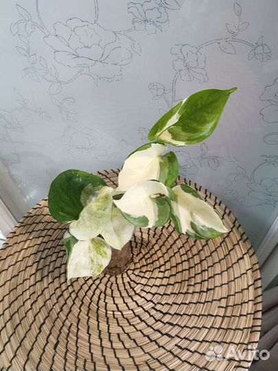 Эпипремнумы сортовые