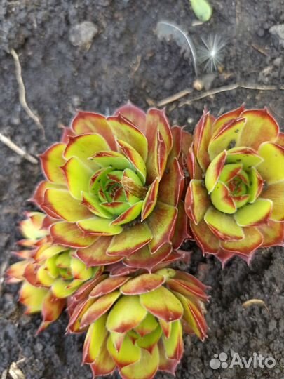 Молодило набор