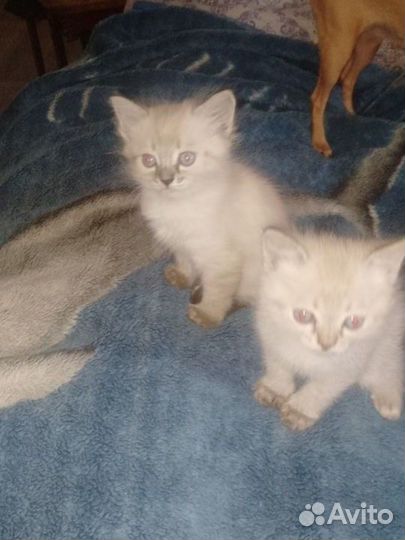 Котики в добрые руки
