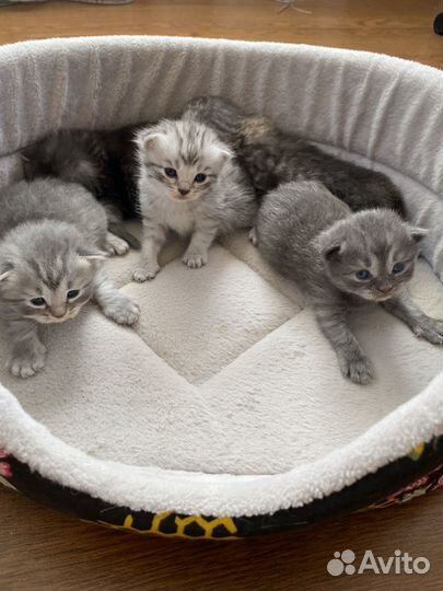 Британские котята