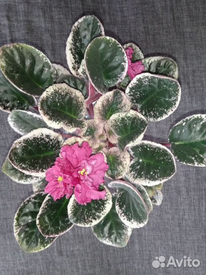 Фиалка сортовая рс Единственная, рс Дракула