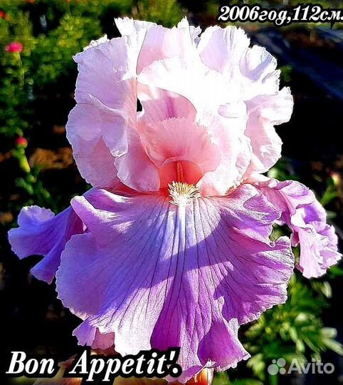 Ирисы бородатые набор-10