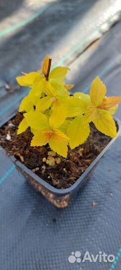 Саженцы спиреи японской Голден Принцесс