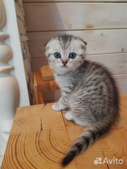 Шотландская вислоухая