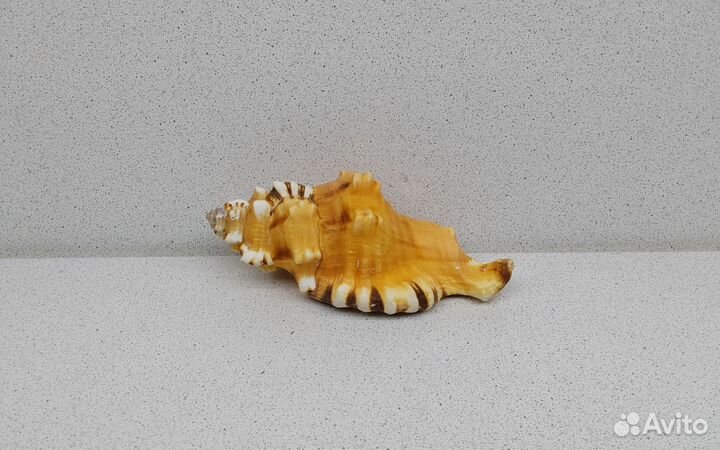 Циматиум Лоториум 12,8 морская ракушка раковина