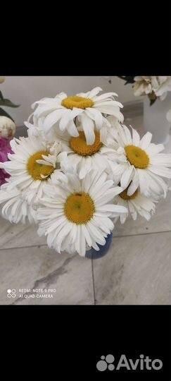 Ромашка Нивяник