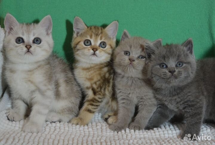 Британские красивые котята