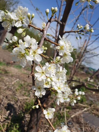 Дом 47,4 м² на участке 10 сот.