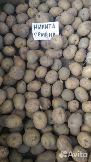 Картофель посадочный