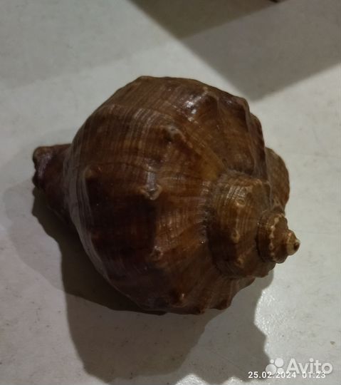 Набор морских раковин за всё