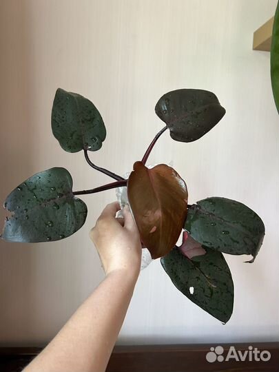 Комнатные растения