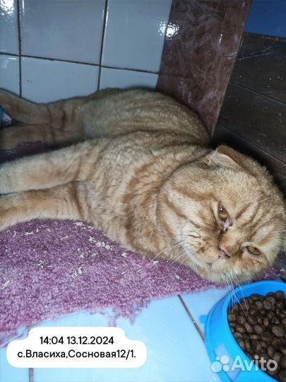 Поступившие кошки в приют