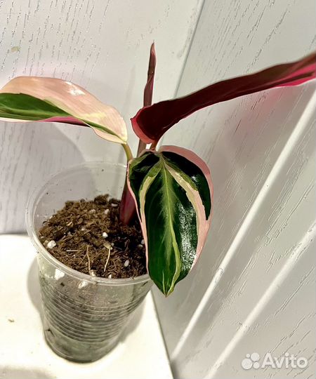 Строманта триколор