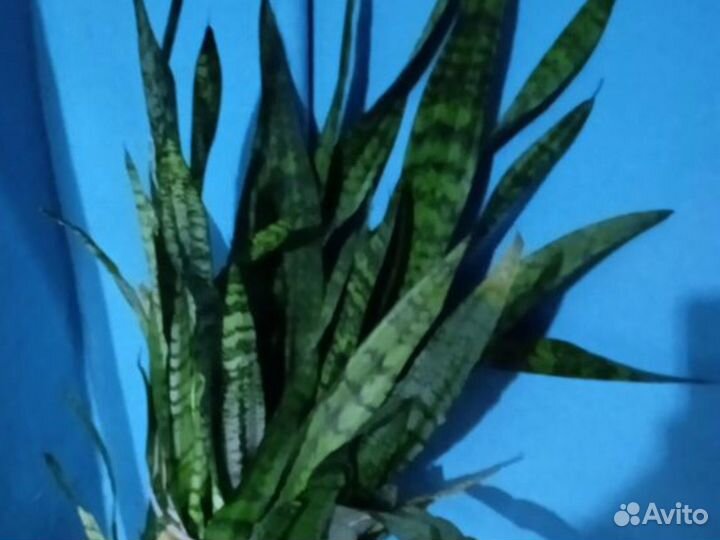 Сансевиерия