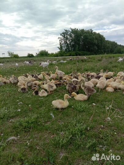 Утята Бройлеры Индюшата Цыплята подрощеные