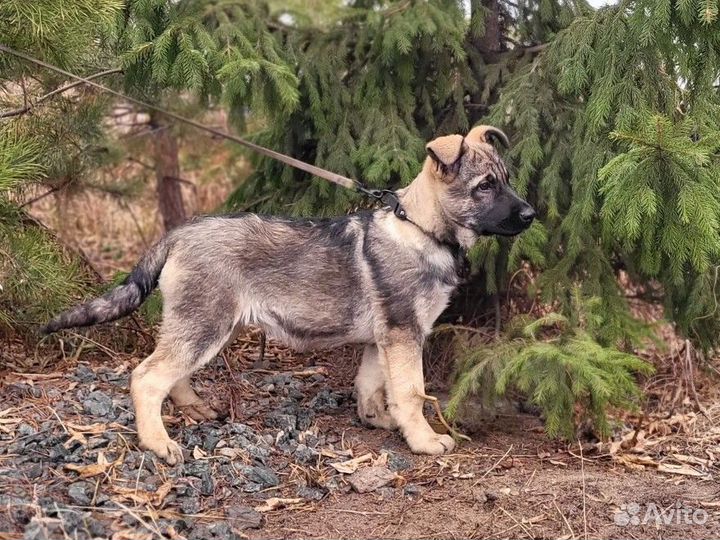 Щенок восточник