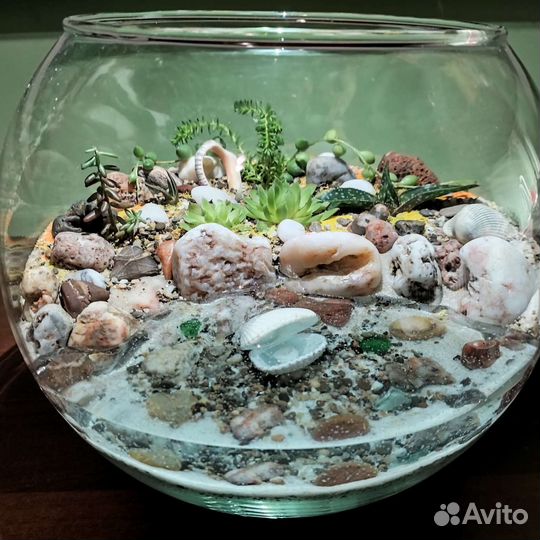 Флорариум суккуленты