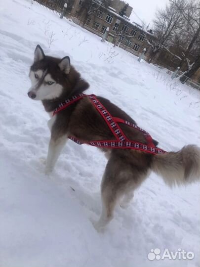 Шлейка ездовая для собаки