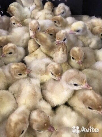 Индюшата суточные