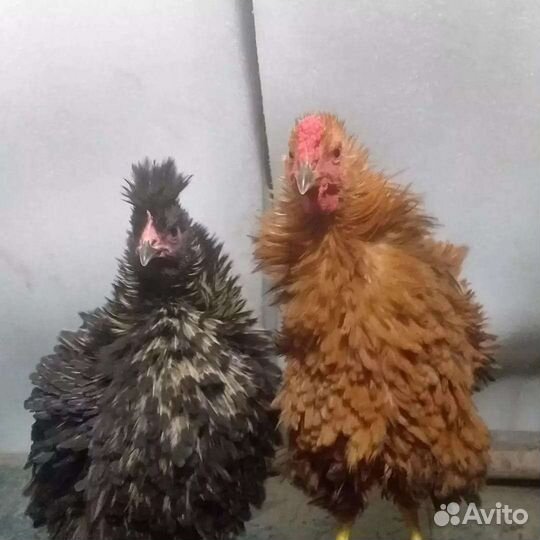 Молодка отборная