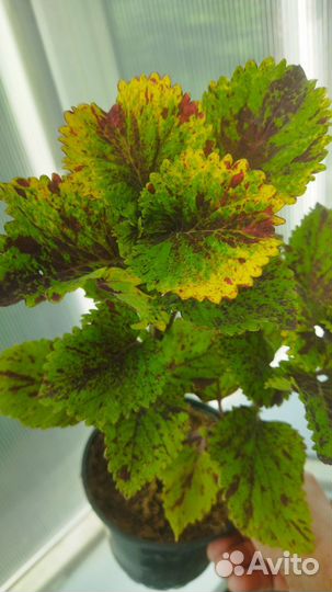 Колеусы вегетативные