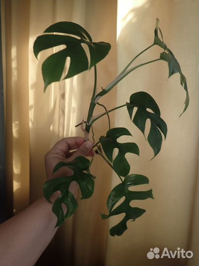 Рафидофора монстера филодендрон минима ветка