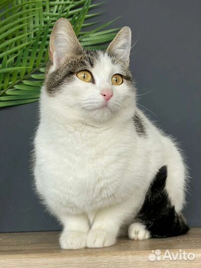 Кошечка Муся в поисках дома