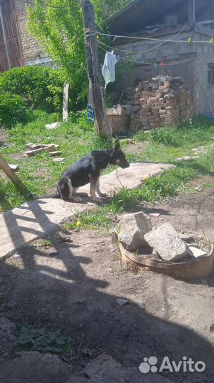 Собака в добрые руки отдам бесплатно