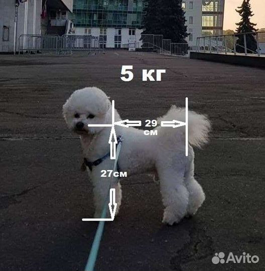 Вязка Бишон фризе