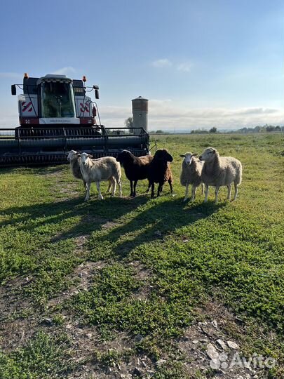 Овцы бараны стадо 6 голов