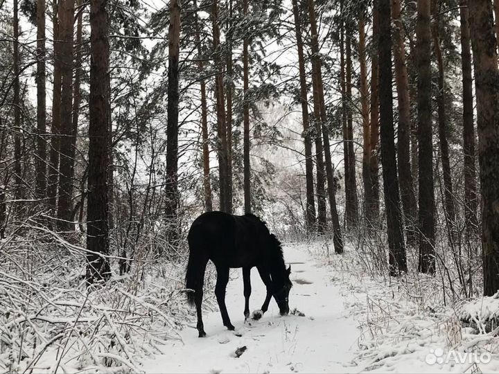 Продам лошадь