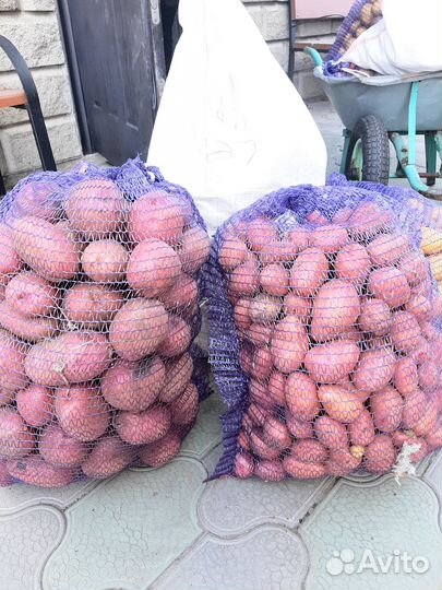 Семенной картофель