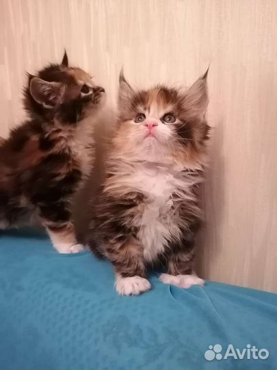 Мейнкуны полосатые тигрятки