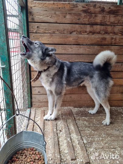 Молодой пес Гром ждет своих хозяев в приюте