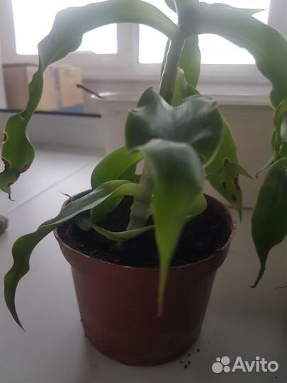 Растение золотой ус