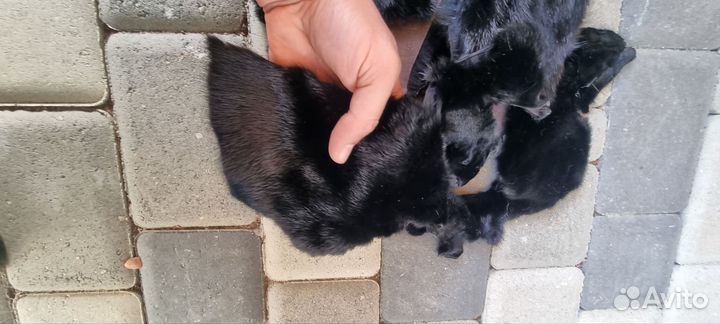 Куски норки,крупные,чёрные