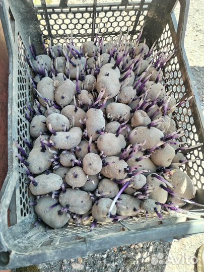 Продам картофель семенной