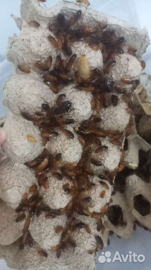 Туркменские тараканы