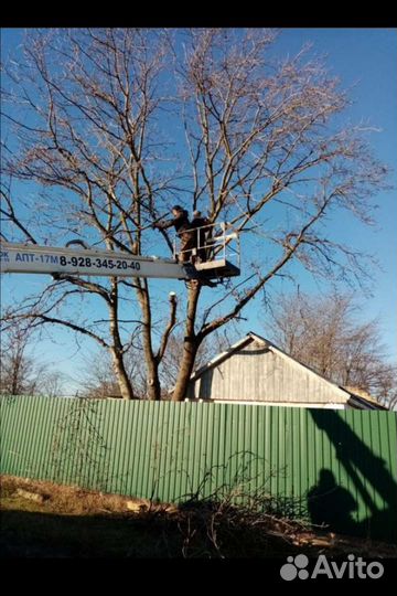 Спил деревьев