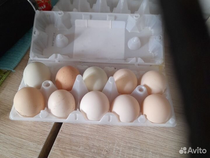 Домашнее яйцо