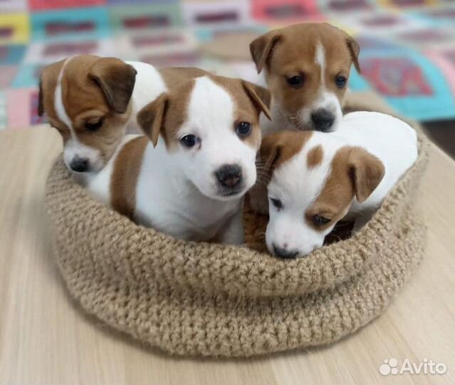 Щенки Джек Рассел девочка