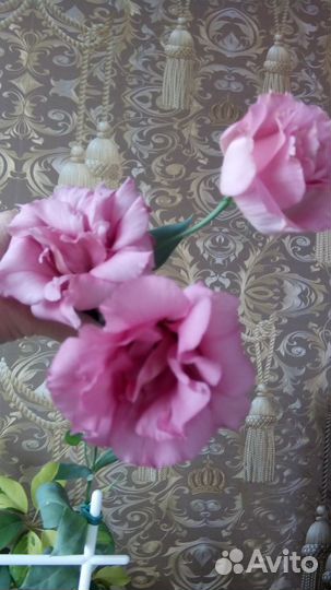 Эустома и другие